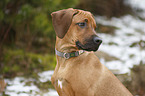 Rhodesian Ridgeback Welpe Portrait