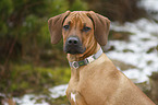 Rhodesian Ridgeback Welpe Portrait