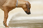 Rhodesian Ridgeback Welpe