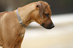 Rhodesian Ridgeback Welpe Portrait