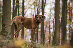 Rhodesian Ridgeback