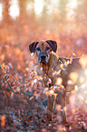 Rhodesian Ridgeback im Herbst