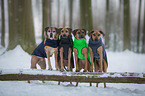4 Rhodesian Ridgebacks