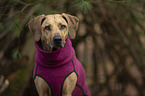 Rhodesian Ridgeback Portrait