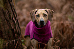 Rhodesian Ridgeback Portrait