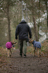 Mann und 2 Rhodesian Ridgebacks