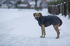 Rhodesian Ridgeback