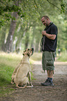 Mann und 2 Rhodesian Ridgebacks