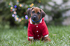 Rhodesian Ridgeback Welpe