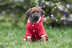 Rhodesian Ridgeback Welpe