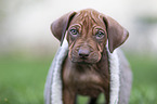 Rhodesian Ridgeback Welpe