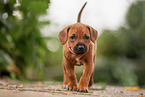 Rhodesian Ridgeback Welpe