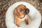 Rhodesian Ridgeback Welpe