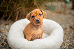 Rhodesian Ridgeback Welpe