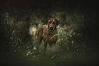 Rhodesian Ridgeback