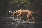 Rhodesian Ridgeback