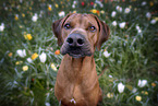 Rhodesian Ridgeback Portrait