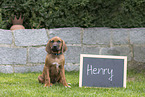 Rhodesian Ridgeback Welpe