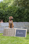 Rhodesian Ridgeback Welpe