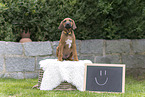 Rhodesian Ridgeback Welpe