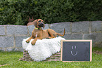 Rhodesian Ridgeback Welpe