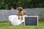 Rhodesian Ridgeback Welpe