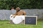 Rhodesian Ridgeback Welpe