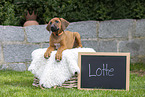 Rhodesian Ridgeback Welpe