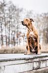 Rhodesian Ridgeback im Herbst