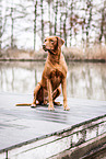 Rhodesian Ridgeback im Herbst