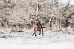 Rhodesian Ridgeback Welpe