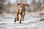 Rhodesian Ridgeback Welpe