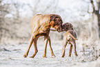 2 Rhodesian Ridgebacks