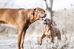 2 Rhodesian Ridgebacks