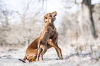 2 Rhodesian Ridgebacks