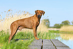 Rhodesian Ridgeback im Sommer