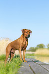 Rhodesian Ridgeback im Sommer