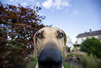 Rhodesian Ridgeback