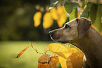 Rhodesian Ridgeback