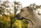 Rhodesian Ridgeback