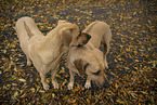 2 Rhodesian Ridgebacks