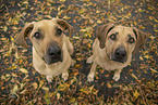 2 Rhodesian Ridgebacks