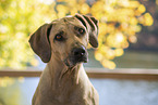 Rhodesian Ridgeback