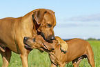 2 Rhodesian Ridgebacks