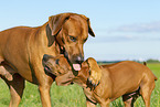 2 Rhodesian Ridgebacks