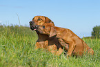 2 Rhodesian Ridgebacks