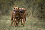 Rhodesian Ridgebacks