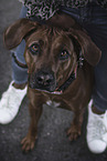 Rhodesian Ridgeback