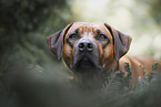 Rhodesian Ridgeback R�de