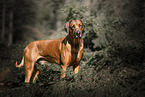 Rhodesian Ridgeback Rde